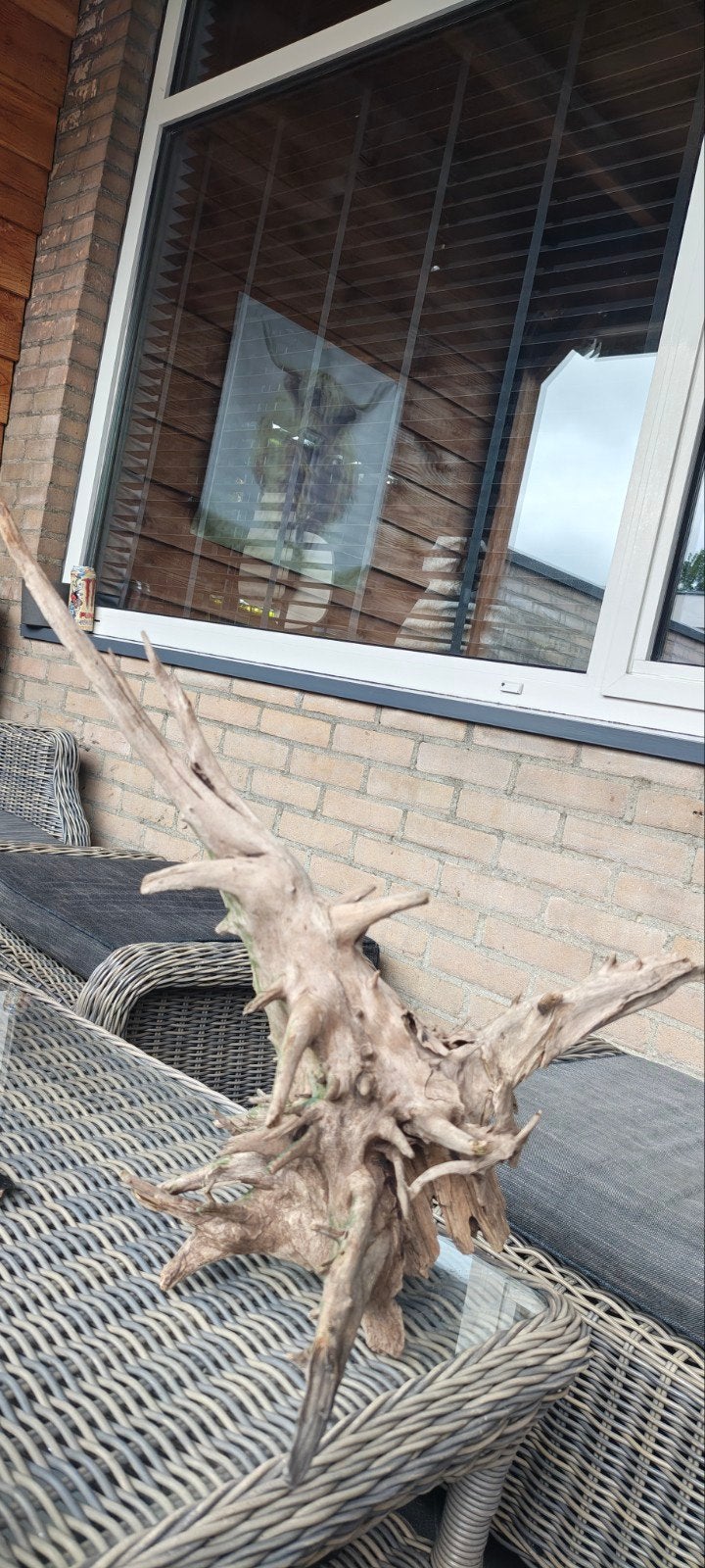 Mooi groot stuk spider/root wood, Dieren en Toebehoren, Vissen | Aquaria en Toebehoren, Ophalen, Plant(en), Steen of Hout