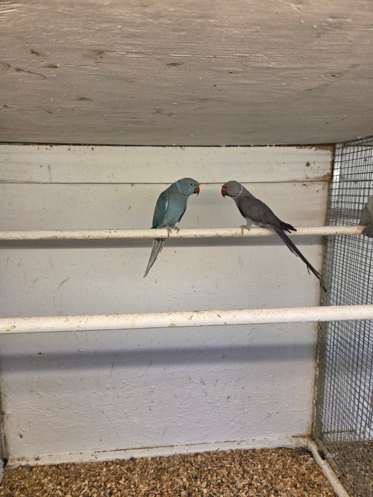 koppel halsband parkieten, Dieren en Toebehoren, Meerdere dieren, Parkiet