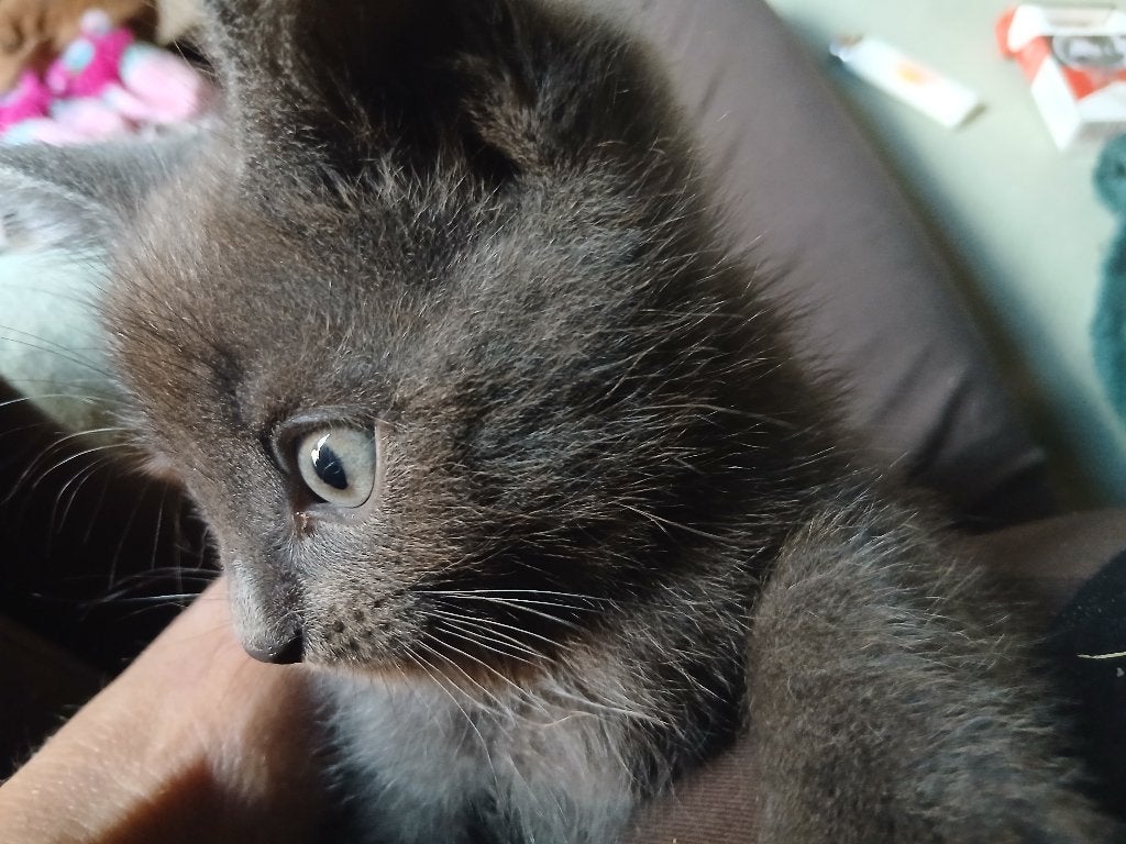Kitten kater half heilige birmaan, Meerdere dieren, Langharig, 0 tot 2 jaar