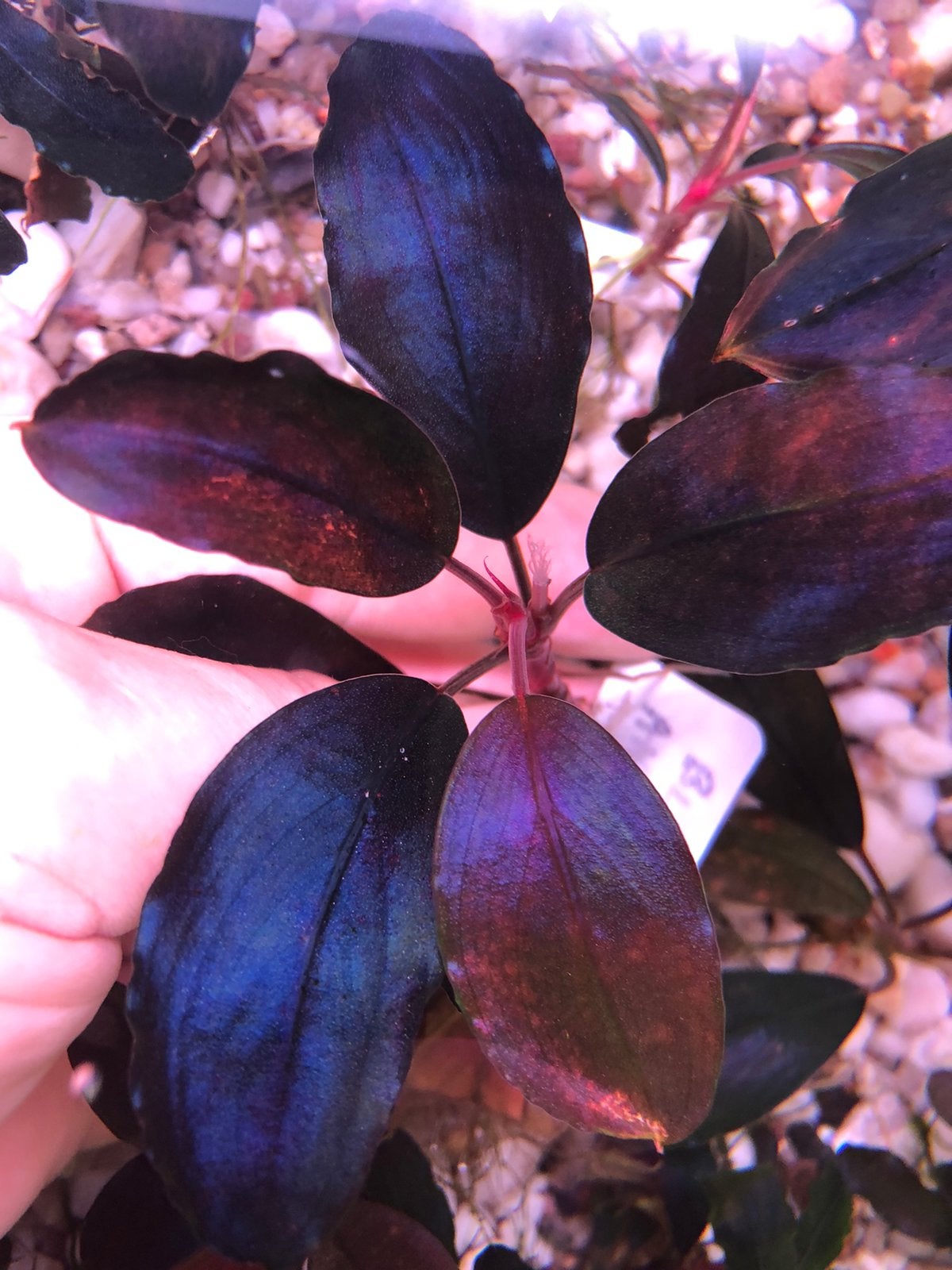 Bucephalandra Black Angel, Ophalen of Verzenden, Volle zon