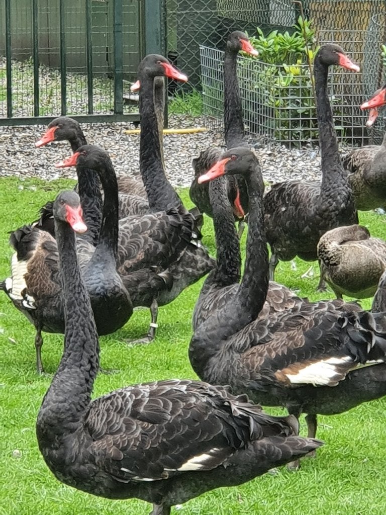 Zwanen Ganzen en Siereenden., Meerdere dieren, Gans of Zwaan