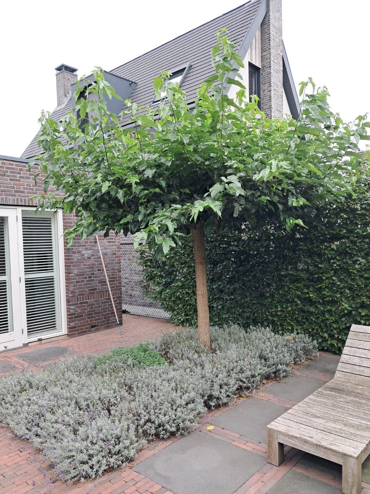 Gratis moerbei plataan(zelf uitgraven), Tuin en Terras, Bloeit niet, 250 tot 400 cm, Ophalen, Volle zon
