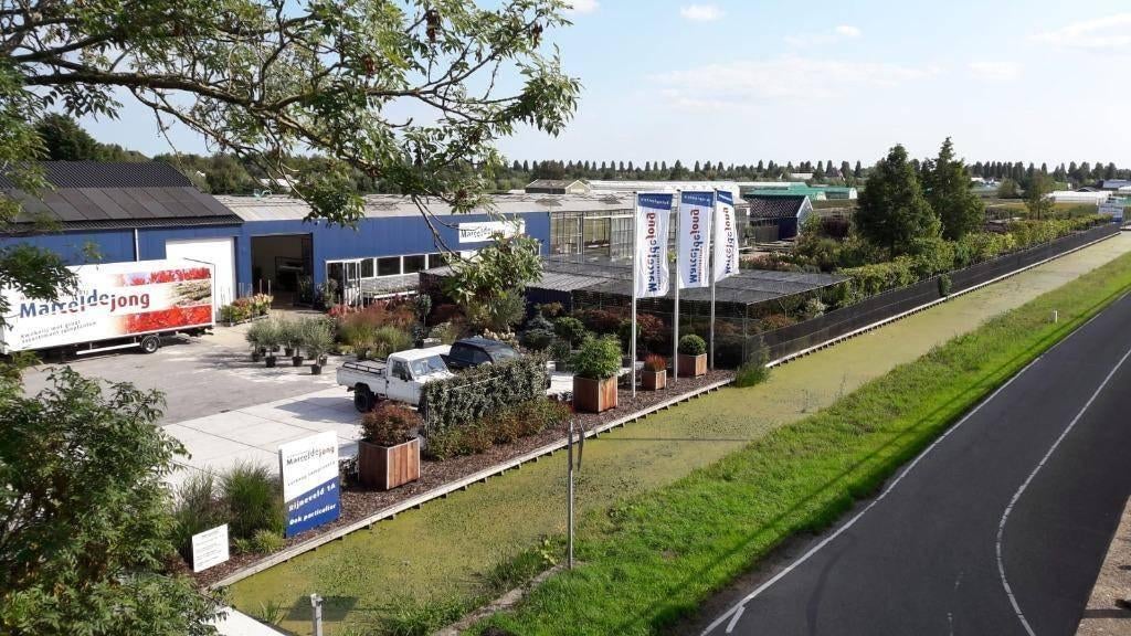 Kwekerij in Boskoop tuinplanten voor hovenier en particulier, Tuin en Terras, Planten | Tuinplanten, Overige soorten, Volle zon