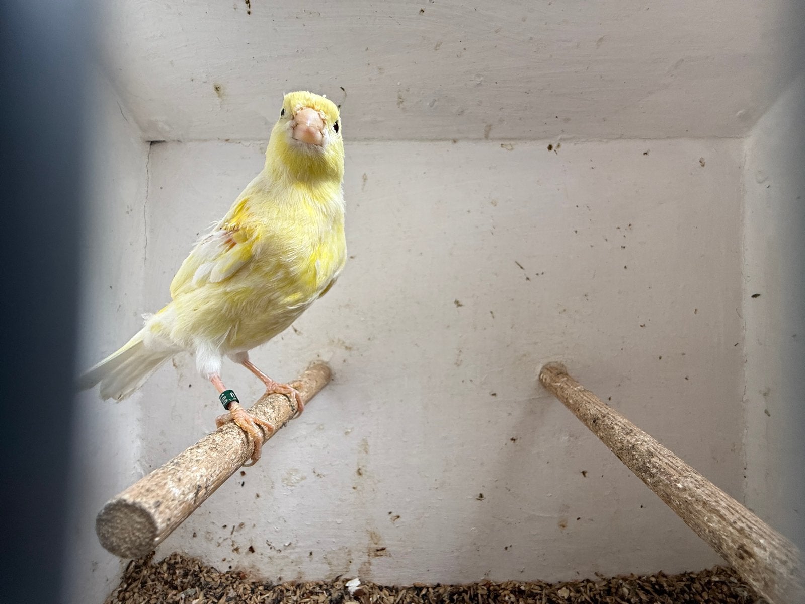 Prachtige Geel mozaïek man 2026, Mannelijk, Kleurkanarie
