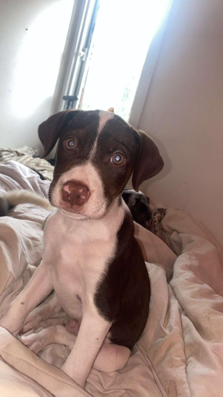 Puppys te koop, Overige rassen, 8 tot 15 weken, Meerdere, Meerdere dieren