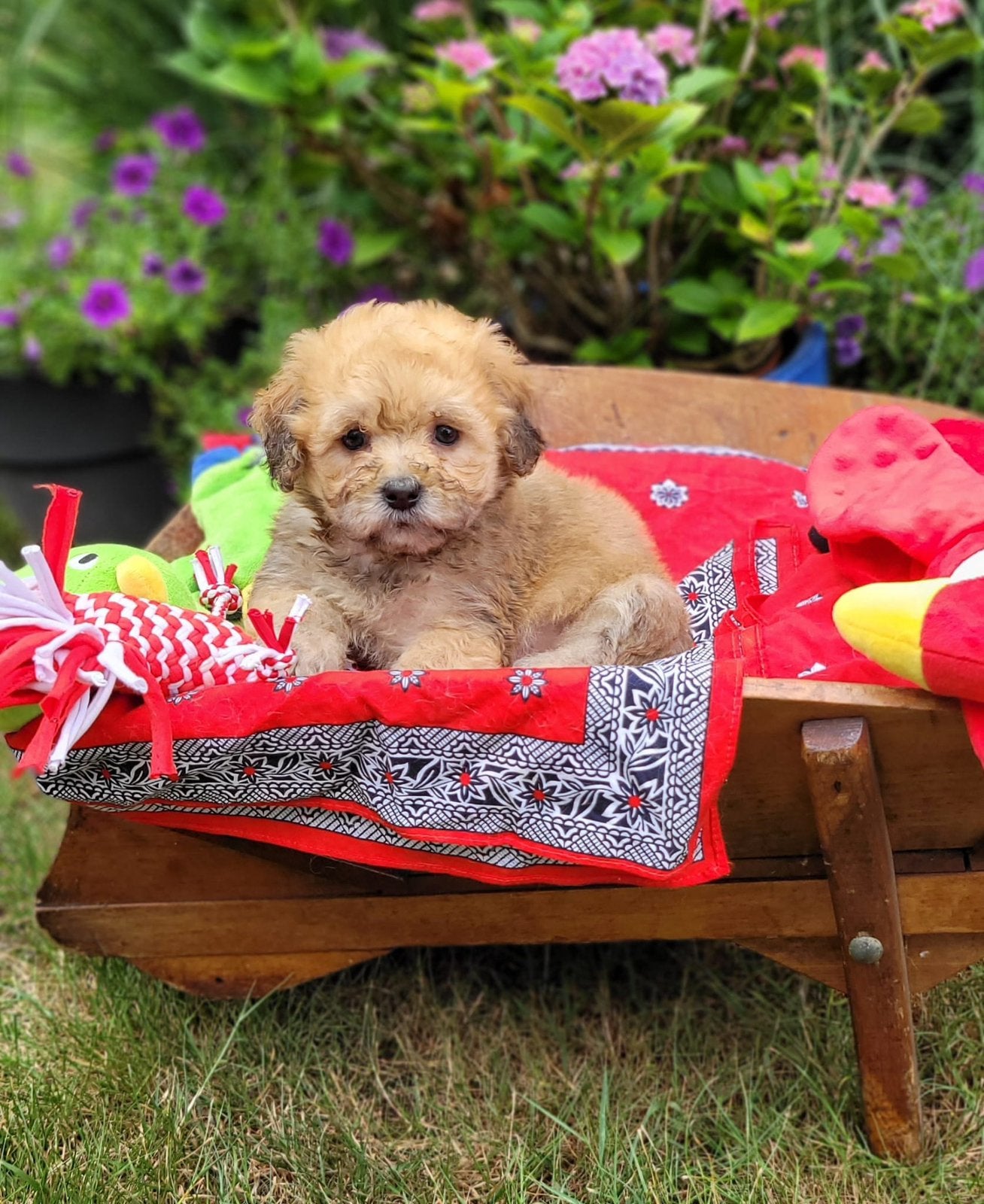 Leuke boomer pups te koop!, Dieren en Toebehoren, Parvo, 8 tot 15 weken, Meerdere, Meerdere dieren