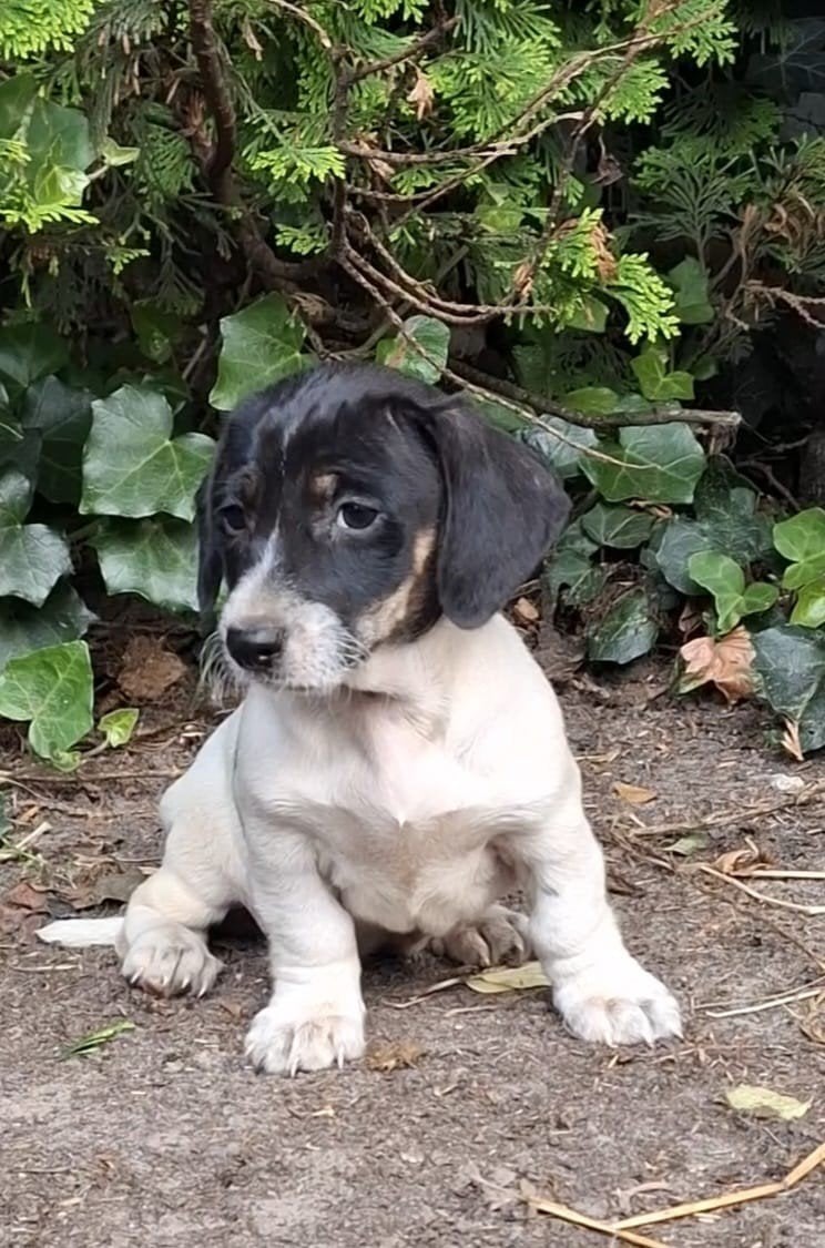 Prachtige teckel pups zwartbont, Parvo, Standaard, 8 tot 15 weken, Korthaar