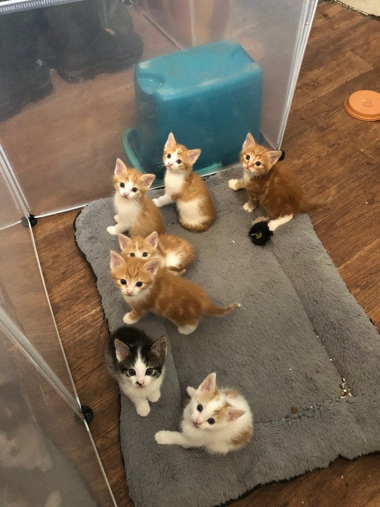Kittens Europees korthaar, Meerdere dieren, Kortharig, 0 tot 2 jaar
