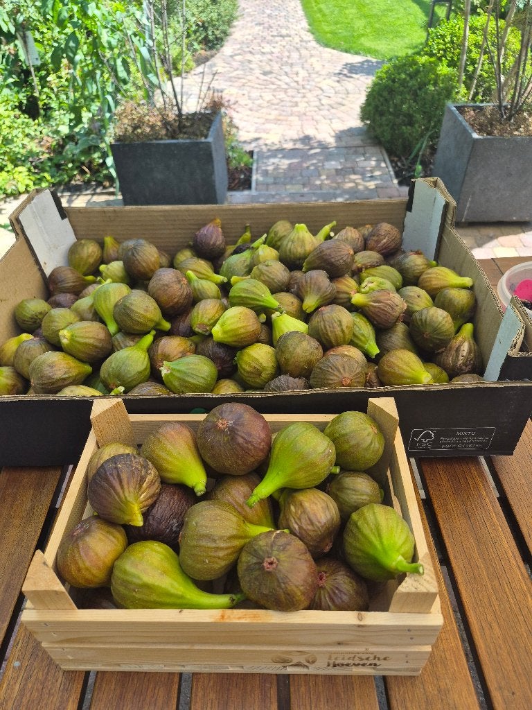 vijgen  / vers van de boom, Ophalen of Verzenden
