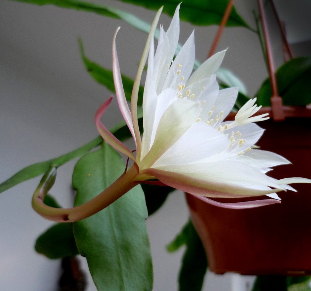 cactus - Epiphyllum pumillum, Ophalen of Verzenden, Cactus, Volle zon, Minder dan 100 cm