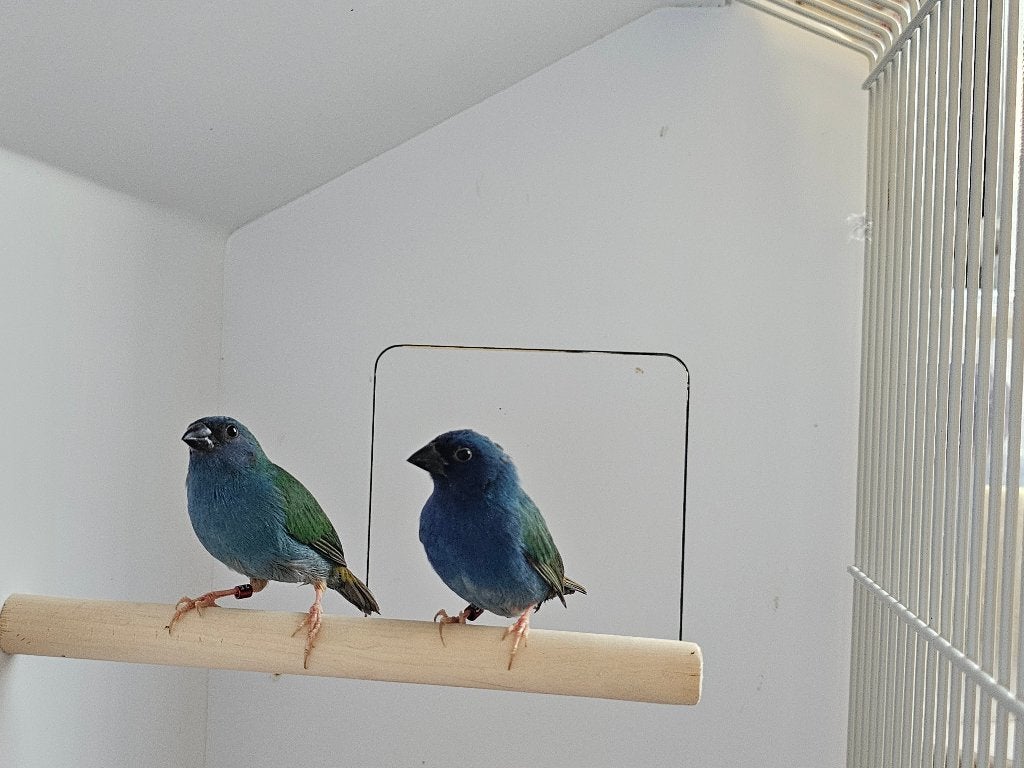 Forbes papegaaiamadine l Pop, Dieren en Toebehoren, Vogels | Overige Vogels, Vrouwelijk, Tropenvogel