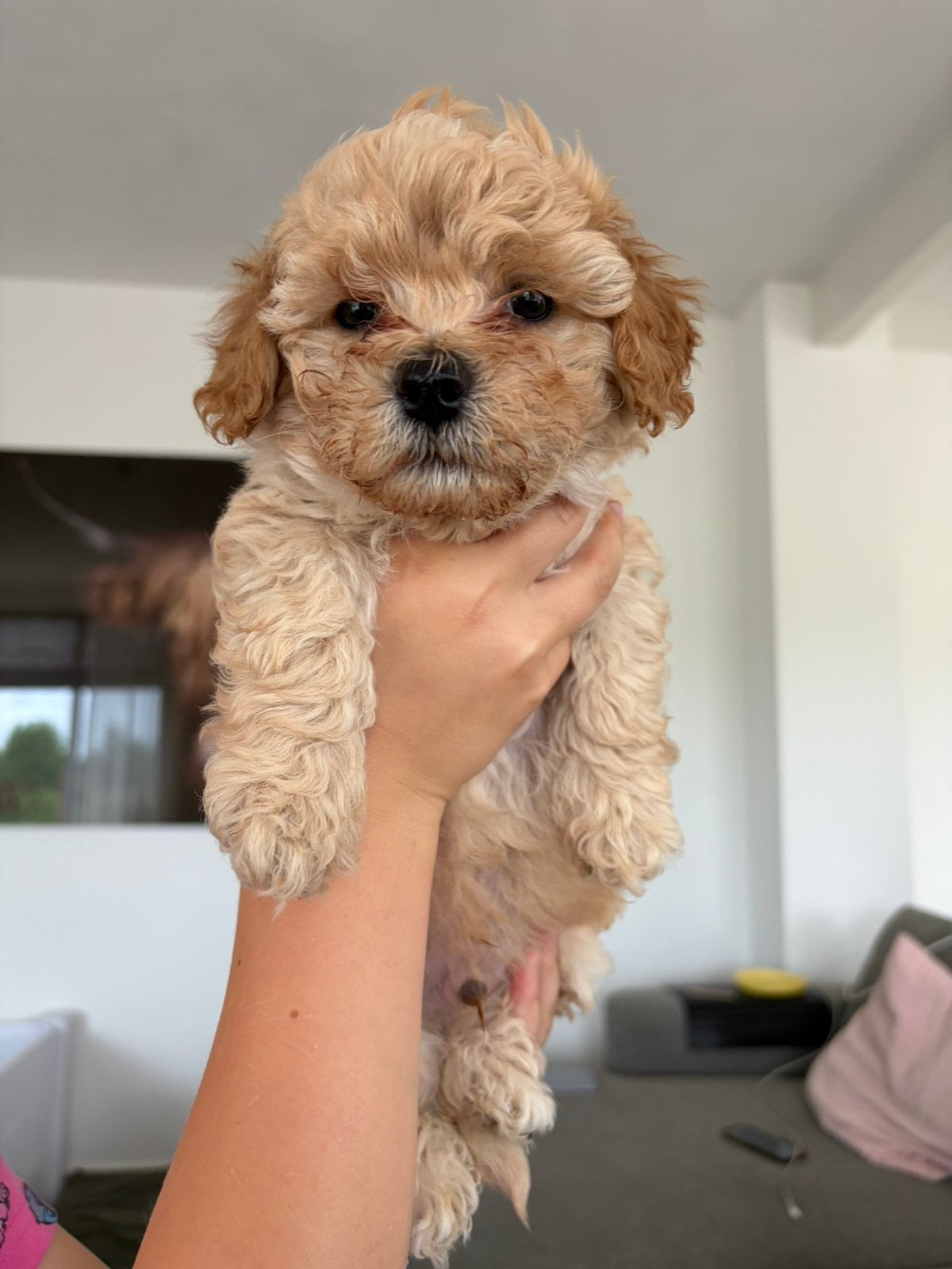 Tk:Maltipoo pups, Parvo, Overige rassen, 8 tot 15 weken, Meerdere dieren