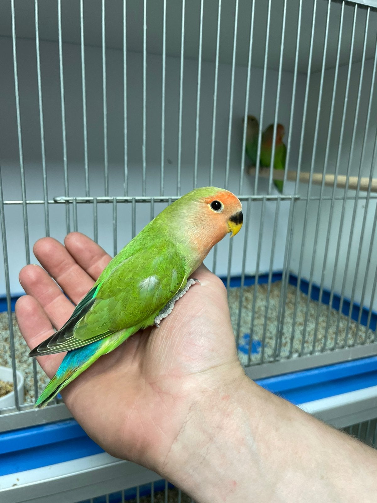 1 jonge Agapornis roseicollies dwergpapegaai man., Dieren en Toebehoren, Vogels | Parkieten en Papegaaien, Mannelijk, Dwergpapegaai of Agapornis