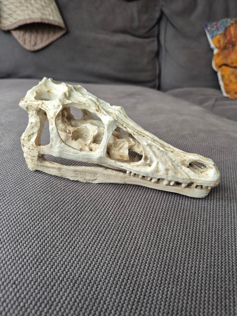 Krokodil schedel replica - Decoratie, Verzamelen, Dierenverzamelingen, Ophalen of Verzenden