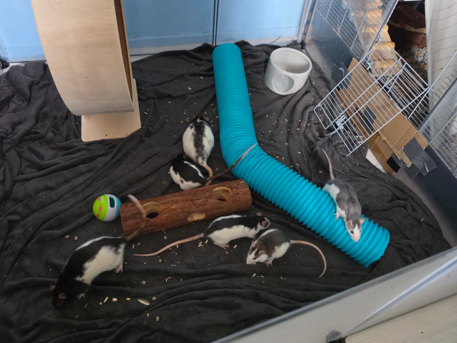 6 lieve ratten + grote kooi, speelgoed en voer – GRATIS, Dieren en Toebehoren, Rat, Mei, Meerdere dieren, Tam
