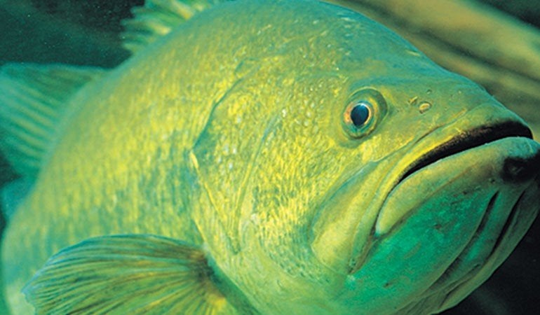 largemouth bass forelbaars 27 - 30 cm  tam, Vis, Zoetwatervis