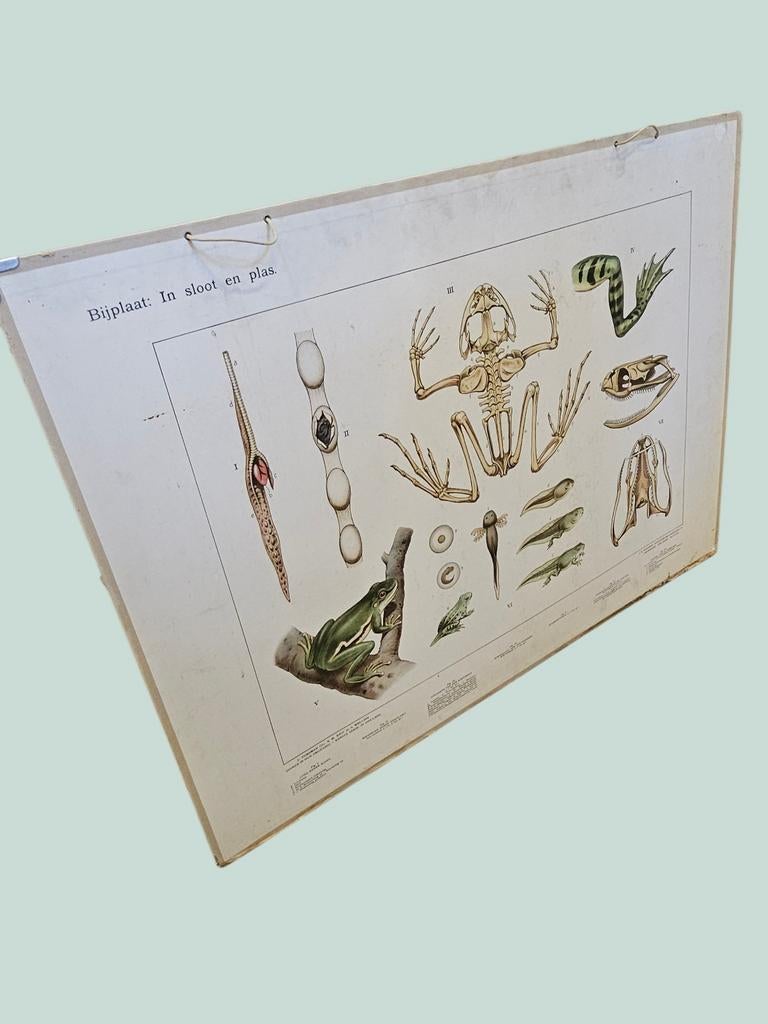 Vintage schoolplaat: In sloot en plas (kikker), Antiek en Kunst, Ophalen, Natuur en Biologie