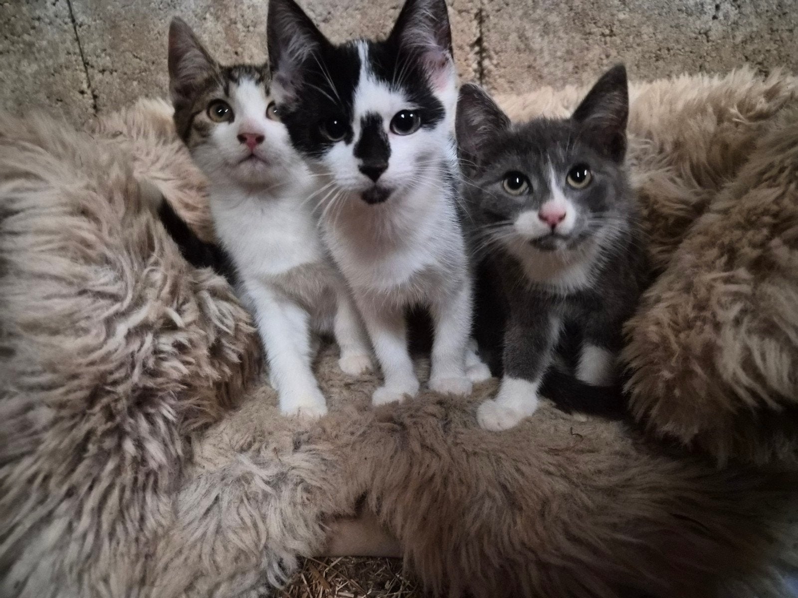 super aanhankelijke kittens, Meerdere dieren, Kortharig, 0 tot 2 jaar