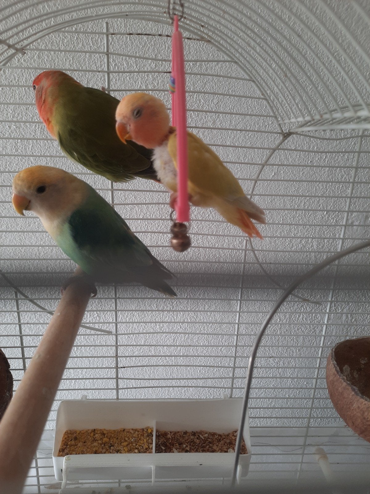 Dwergpapagaai / Lovebirds (drie vogels), Dieren en Toebehoren, Vogels | Parkieten en Papegaaien, Geslacht onbekend, Papegaai