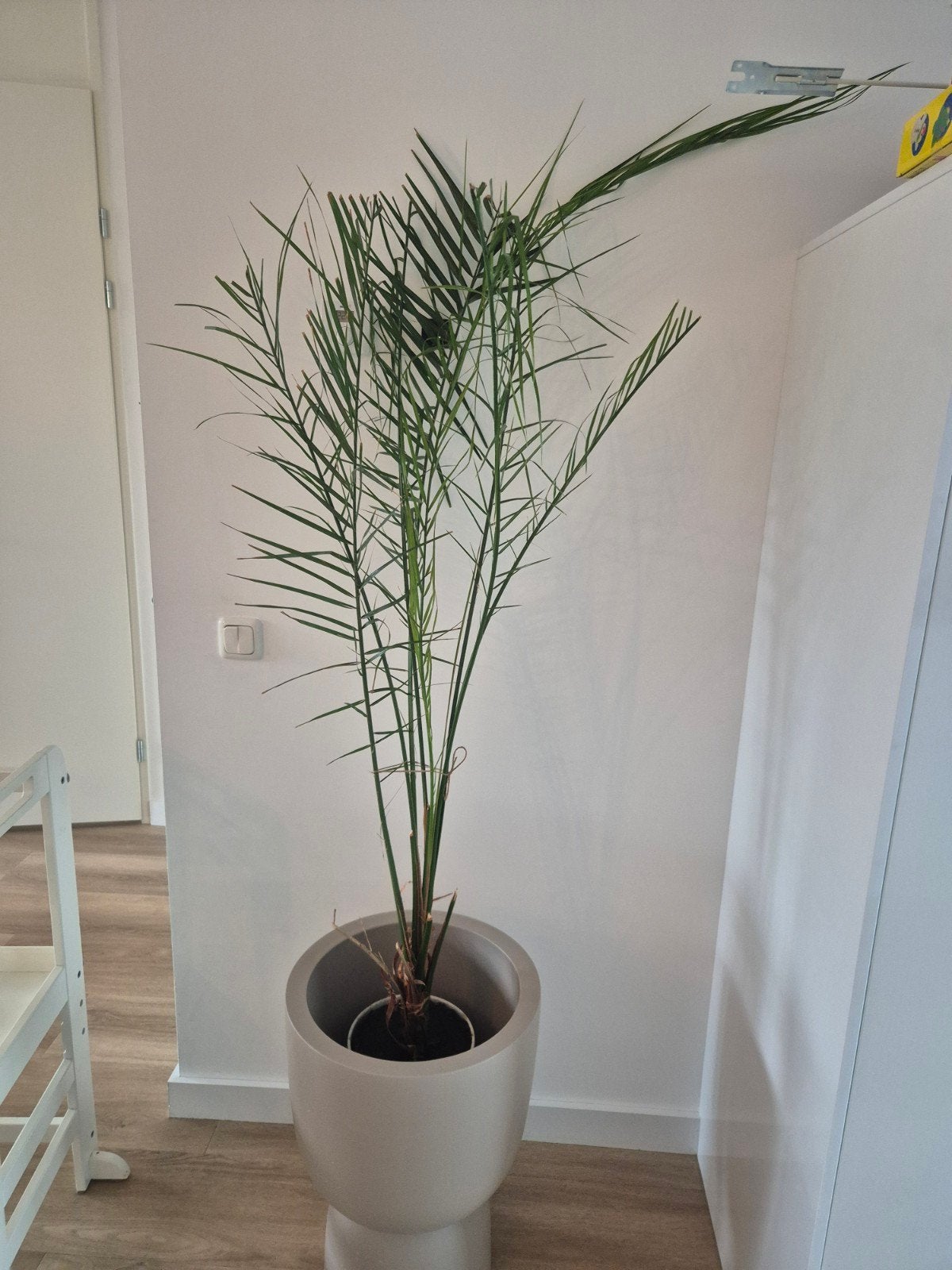kamerplant, Groene kamerplant, Ophalen, Palm, In pot