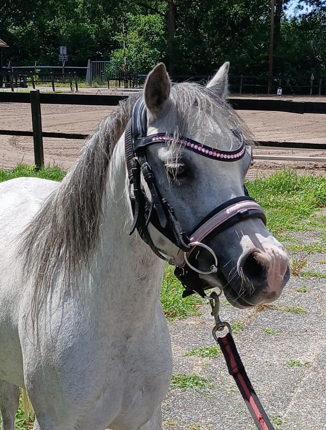 Leuke welsh A pony, Merrie, 3 tot 6 jaar