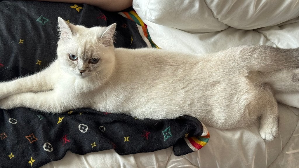 Brits korthaar, Dieren en Toebehoren, Katten en Kittens | Raskatten | Korthaar, Poes, Met stamboom, 0 tot 2 jaar