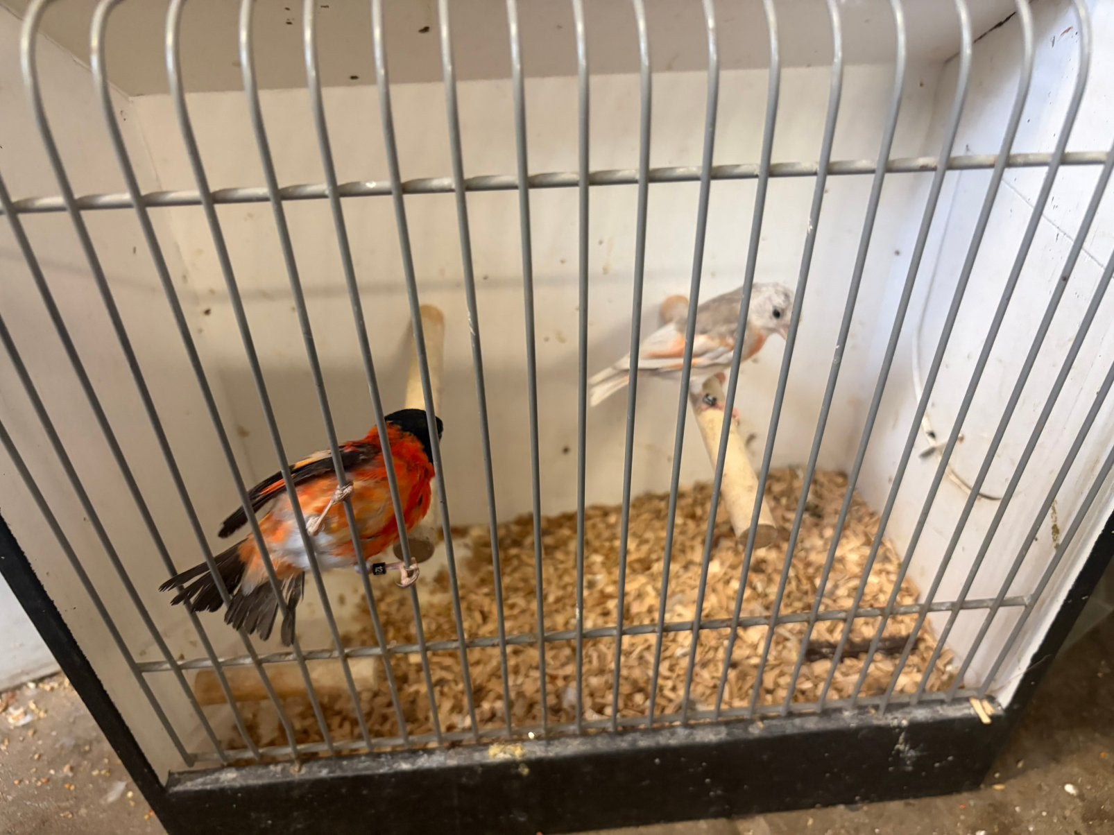 Kapoetsijzen, Meerdere dieren, Geringd
