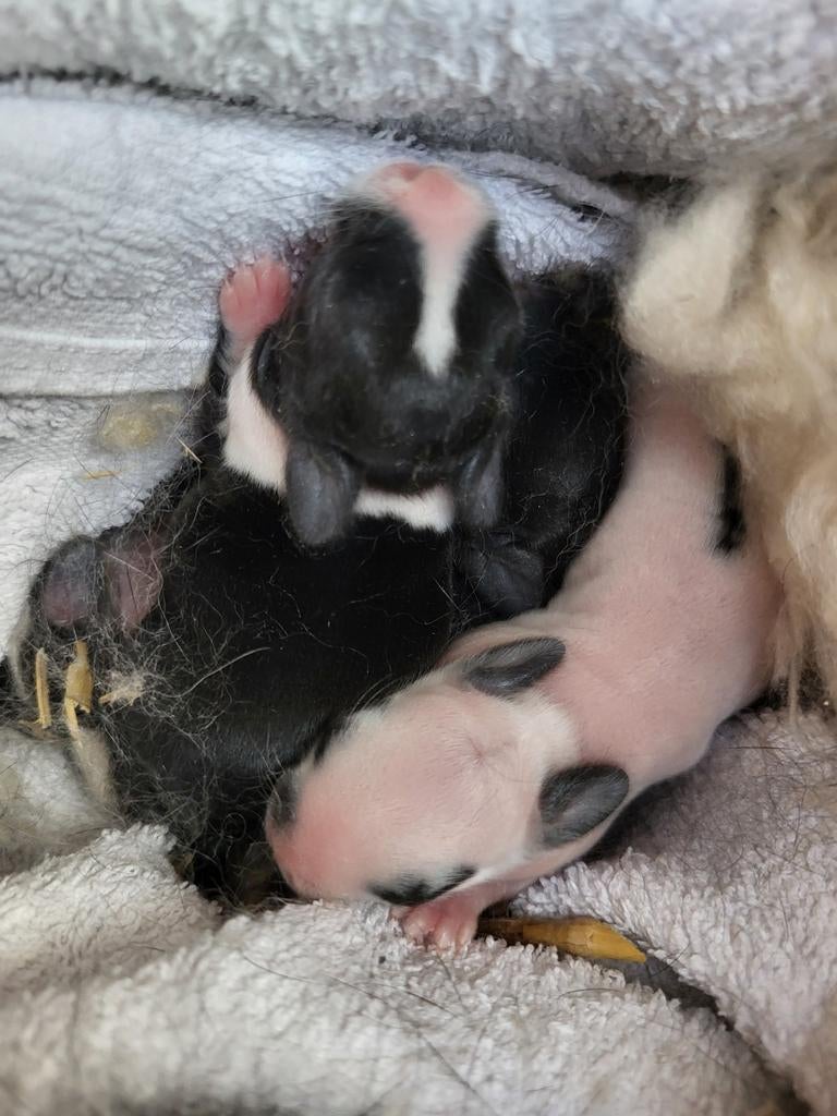 4 Kleine konijnen., Dieren en Toebehoren, Ophalen of Verzenden