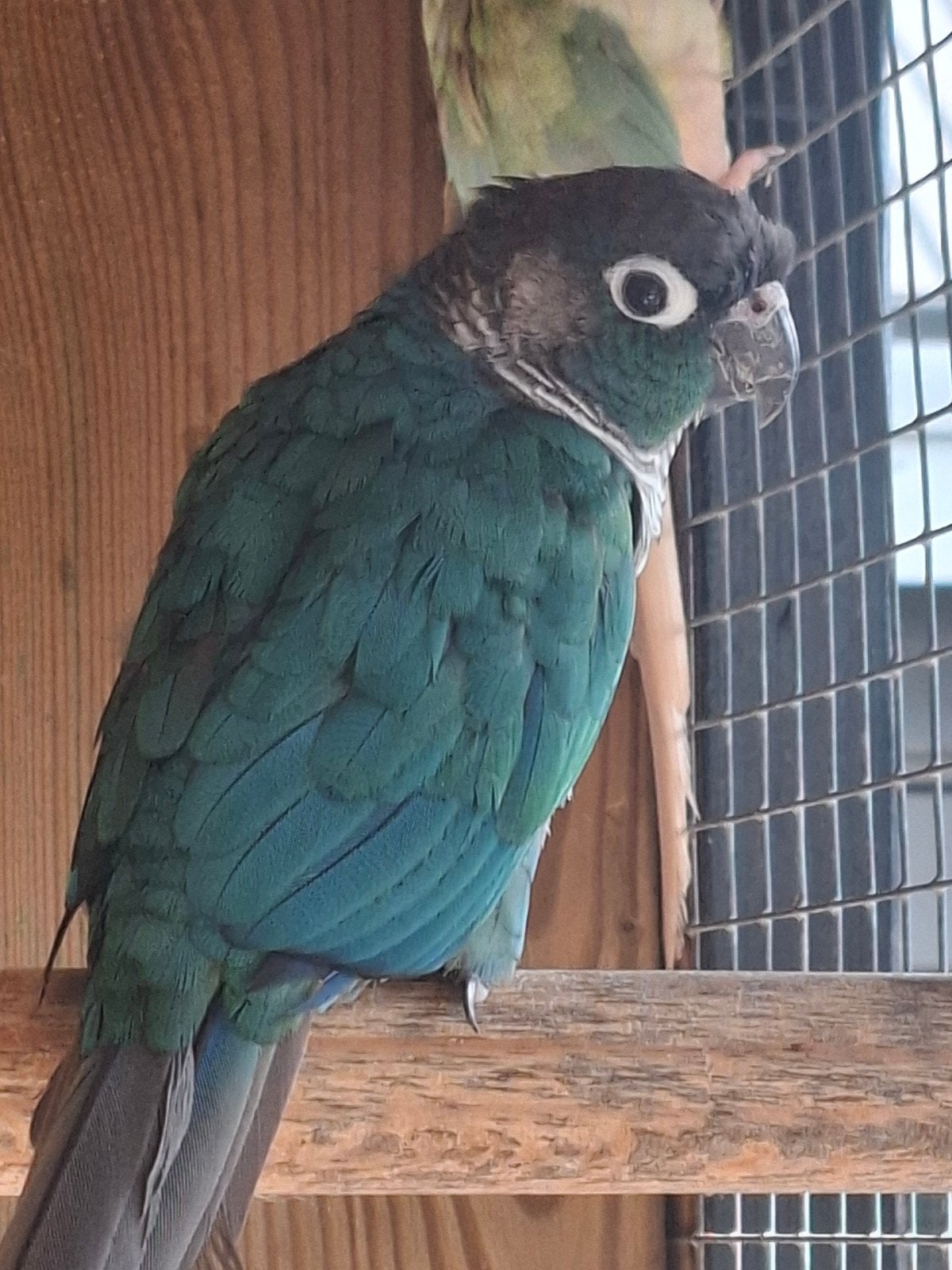 pyrrhura koppel, Dieren en Toebehoren