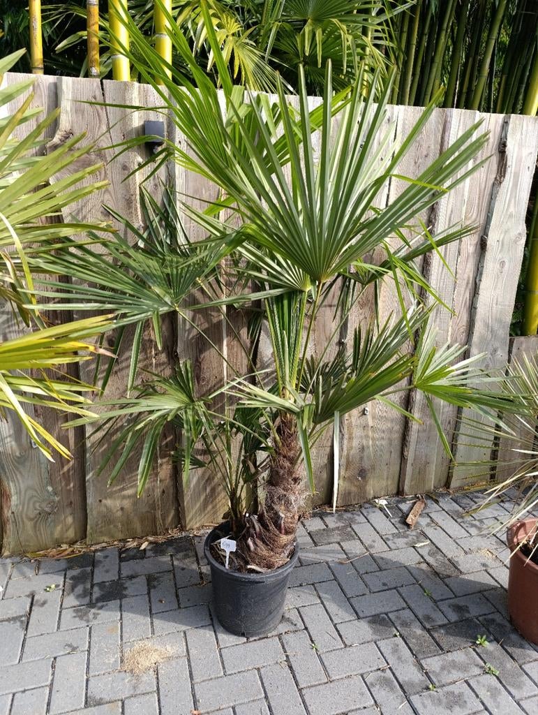 Winterharde palmboom trachycarpus fortunei, Tuin en Terras, Planten | Bomen, 100 tot 250 cm, Zomer, Palmboom, Ophalen
