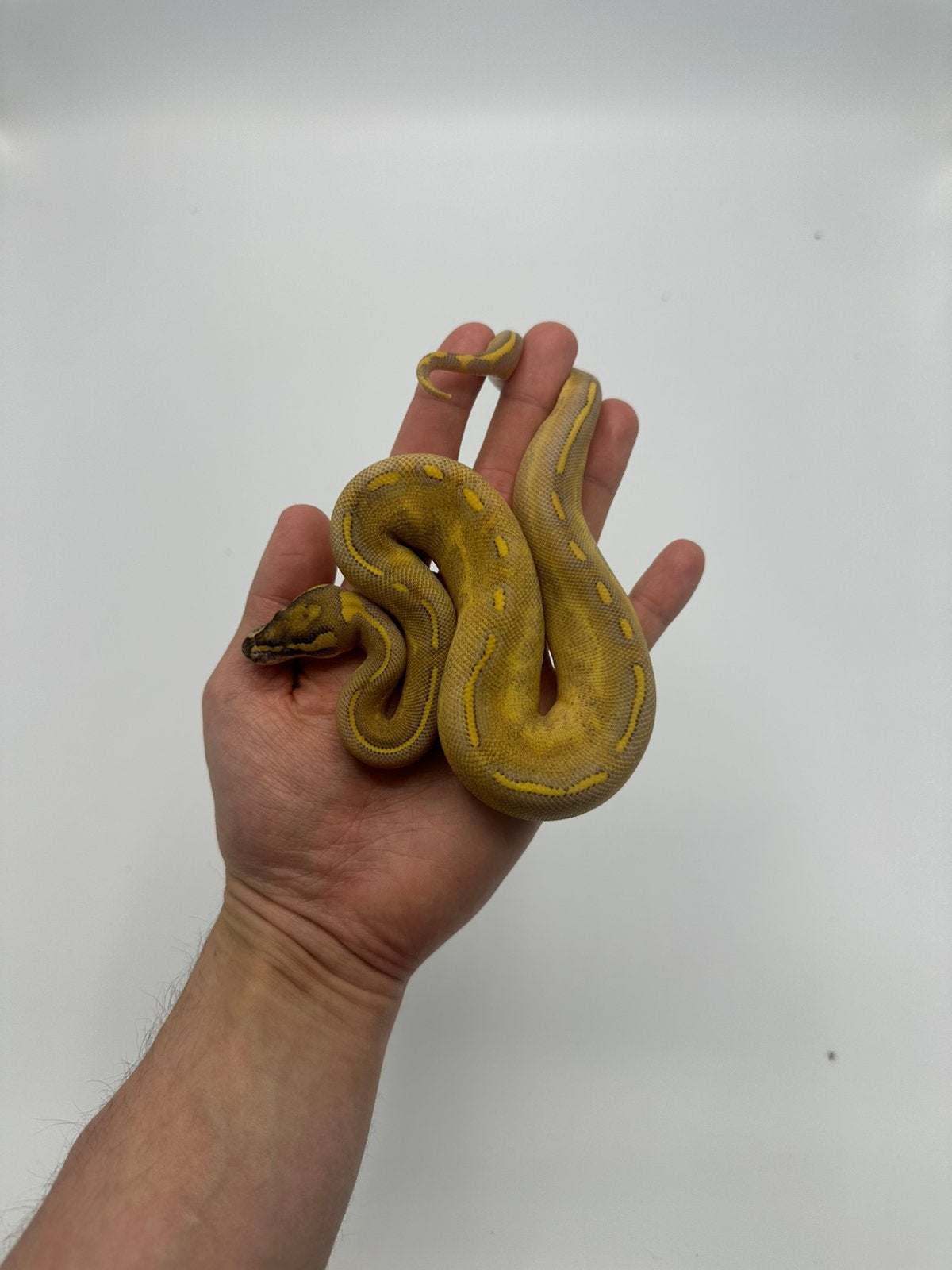 0.1 python regius - OD highway ph clownpied poss enchi