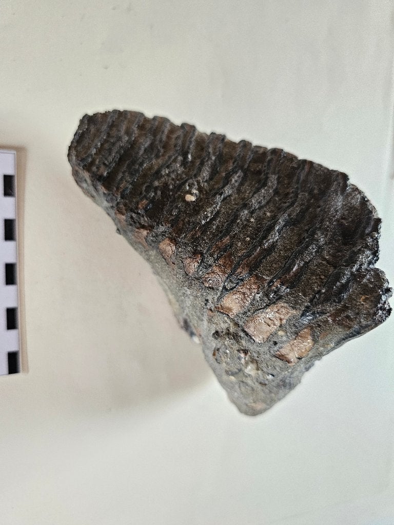 Mammoetkies, Verzamelen, Mineralen en Fossielen, Ophalen of Verzenden, Fossiel