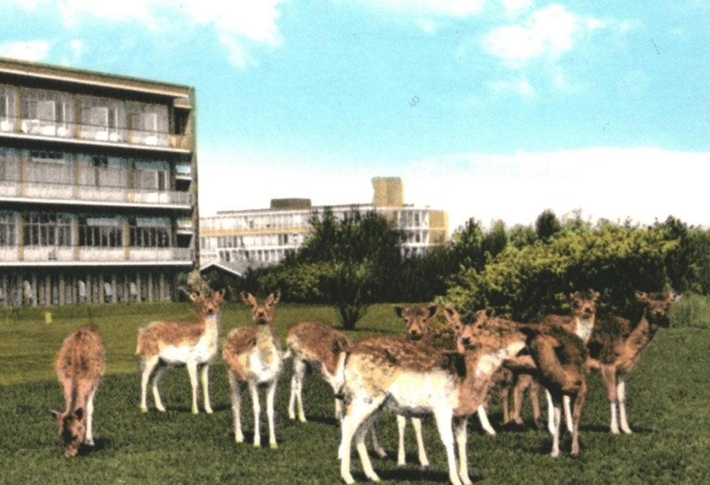 43756 Haren Groningen Beatrixoord Wederopbouw _ Onbeschreven, Ophalen of Verzenden, 1960 tot 1980, Ongelopen, Groningen