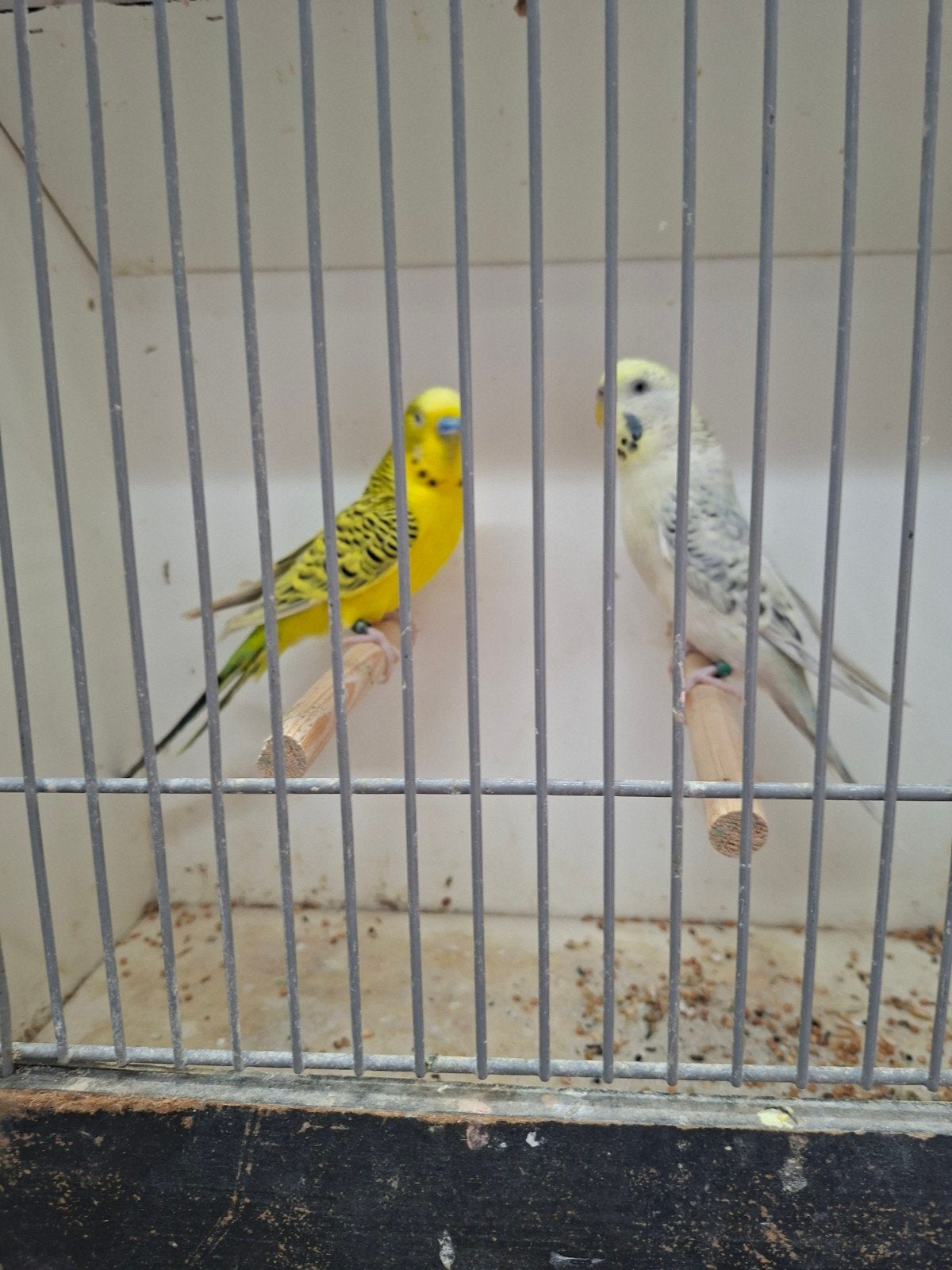 3 fraaie koppels grasparkieten, Meerdere dieren, Parkiet