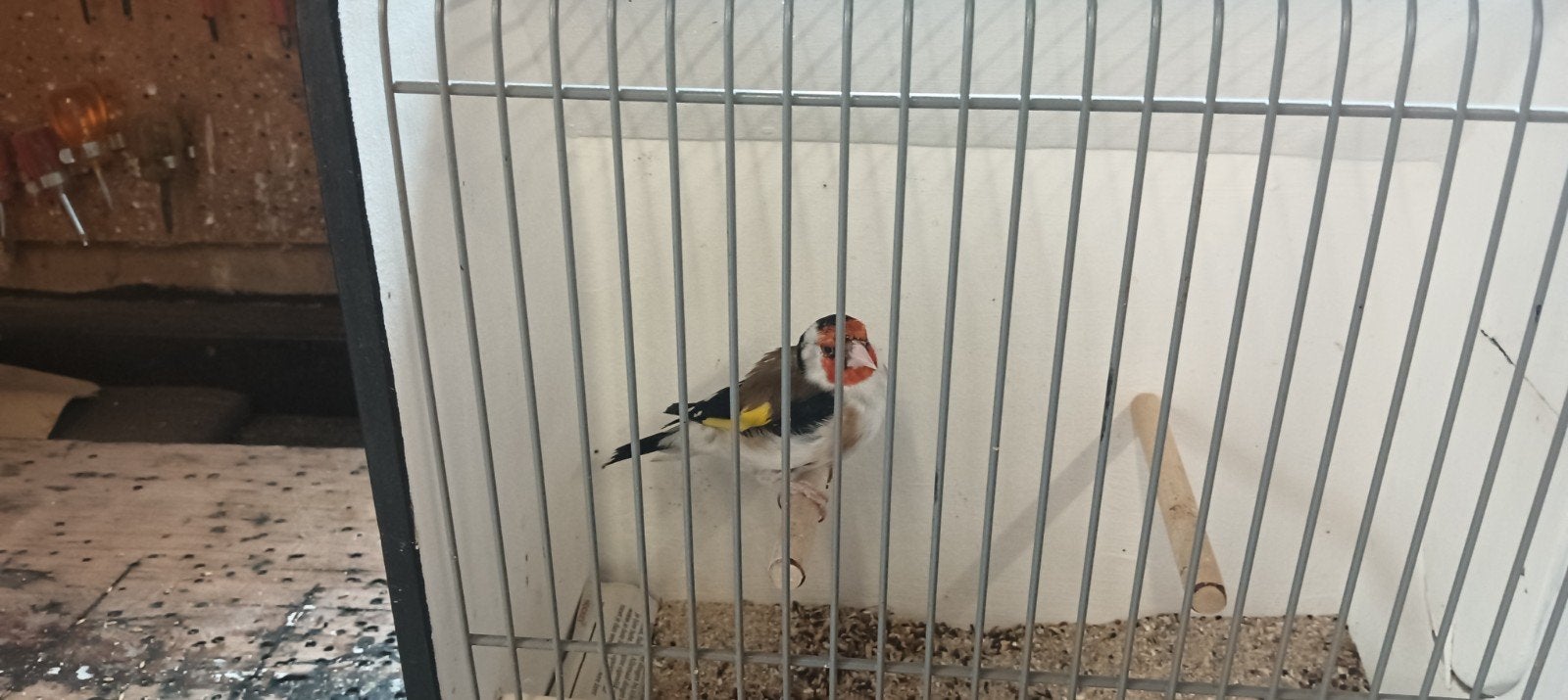 Majoor Putters koppel Ee, Meerdere dieren, Wildzangvogel