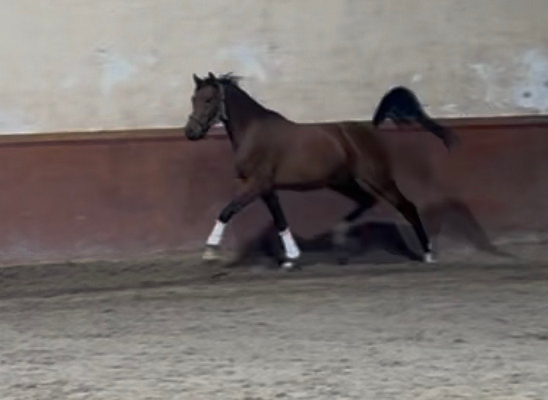 2,5 jarige D pony NRPS, Met stamboom, Ruin, Dressuurpony, 3 tot 6 jaar