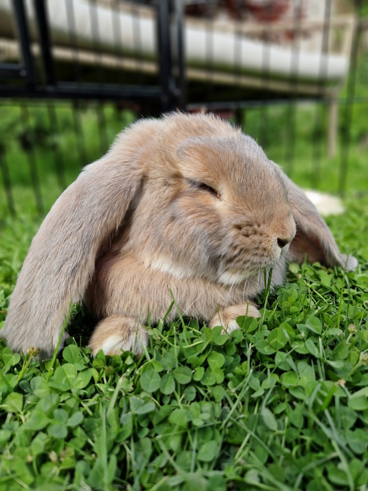 Super lieve Franse hangoortjes!, Dieren en Toebehoren, Mannelijk, Groot, Hangoor, 0 tot 2 jaar