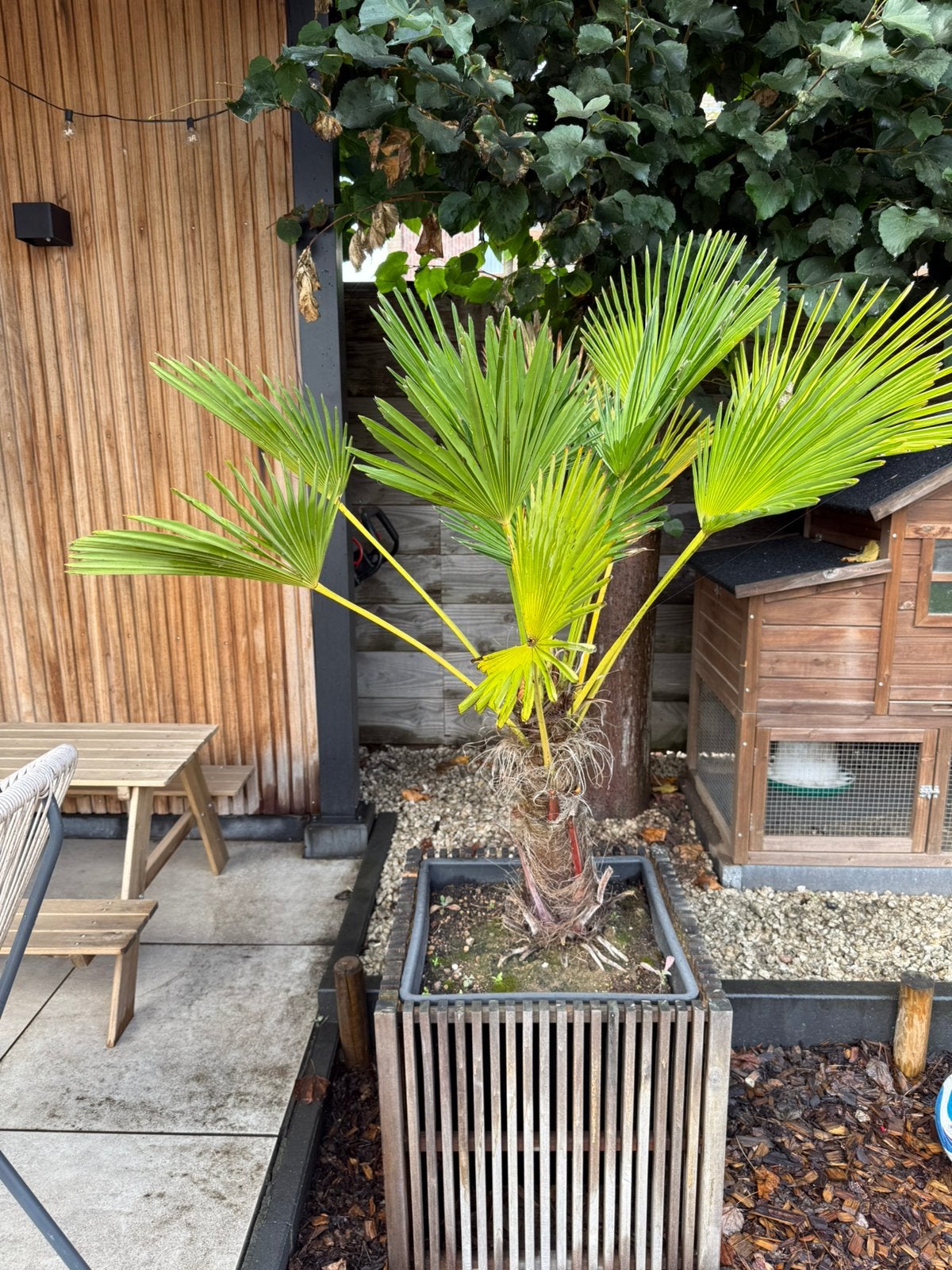 2 palmbomen met plantenbak, Tuin en Terras, 100 tot 250 cm, Zomer, Palmboom, Ophalen
