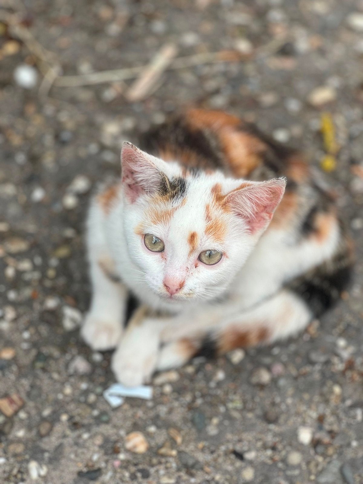 lieve lapjes kitten, Poes, Kortharig, 0 tot 2 jaar