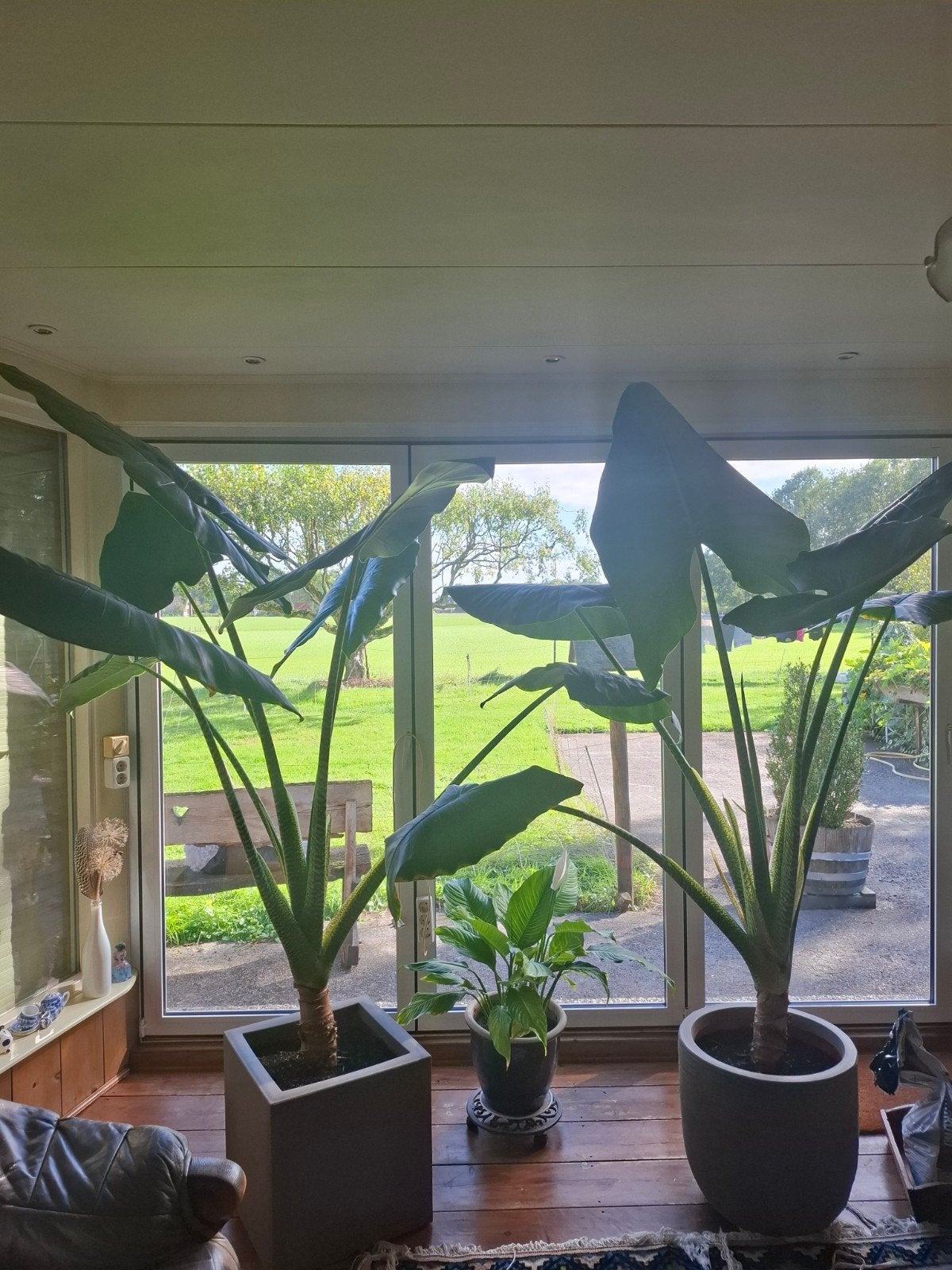 Grote Olifantsplant (Alocasia Macrorrhiza) - Kamerplant, Ophalen, Overige soorten, Halfschaduw, In pot