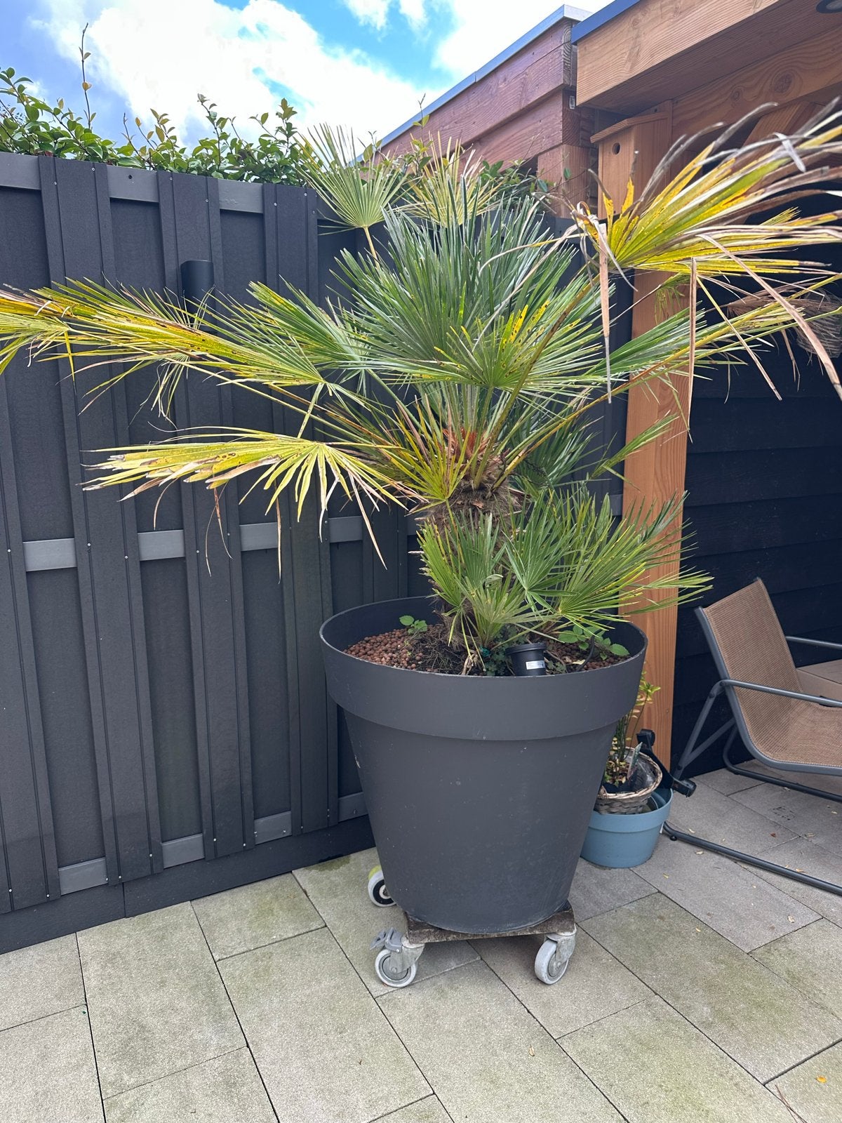 Grote Palmboom in Pot - Ideaal voor Terras of Tuin, Volle zon, Vaste plant, Bloeit niet, Ophalen