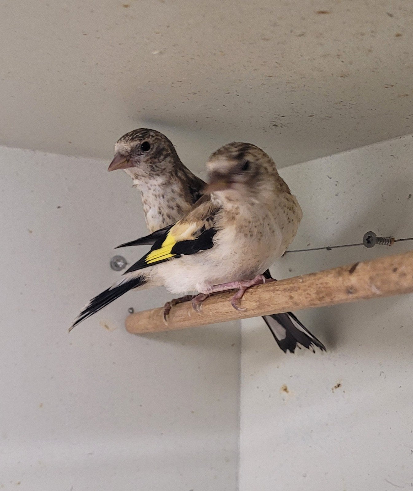 2 x jonge Major putters, Dieren en Toebehoren, Vogels | Overige Vogels, Geslacht onbekend, Wildzangvogel