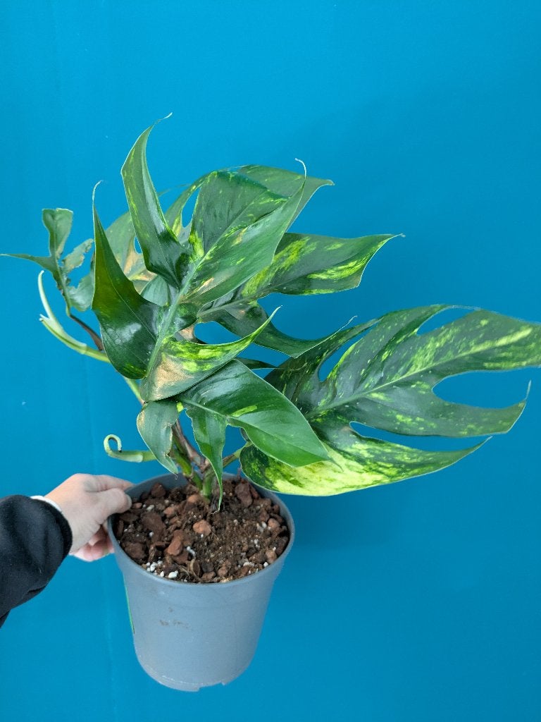 Epipremnum Pinnatum Cintho Goldfinger stek, Ophalen of Verzenden, Halfschaduw, Minder dan 100 cm