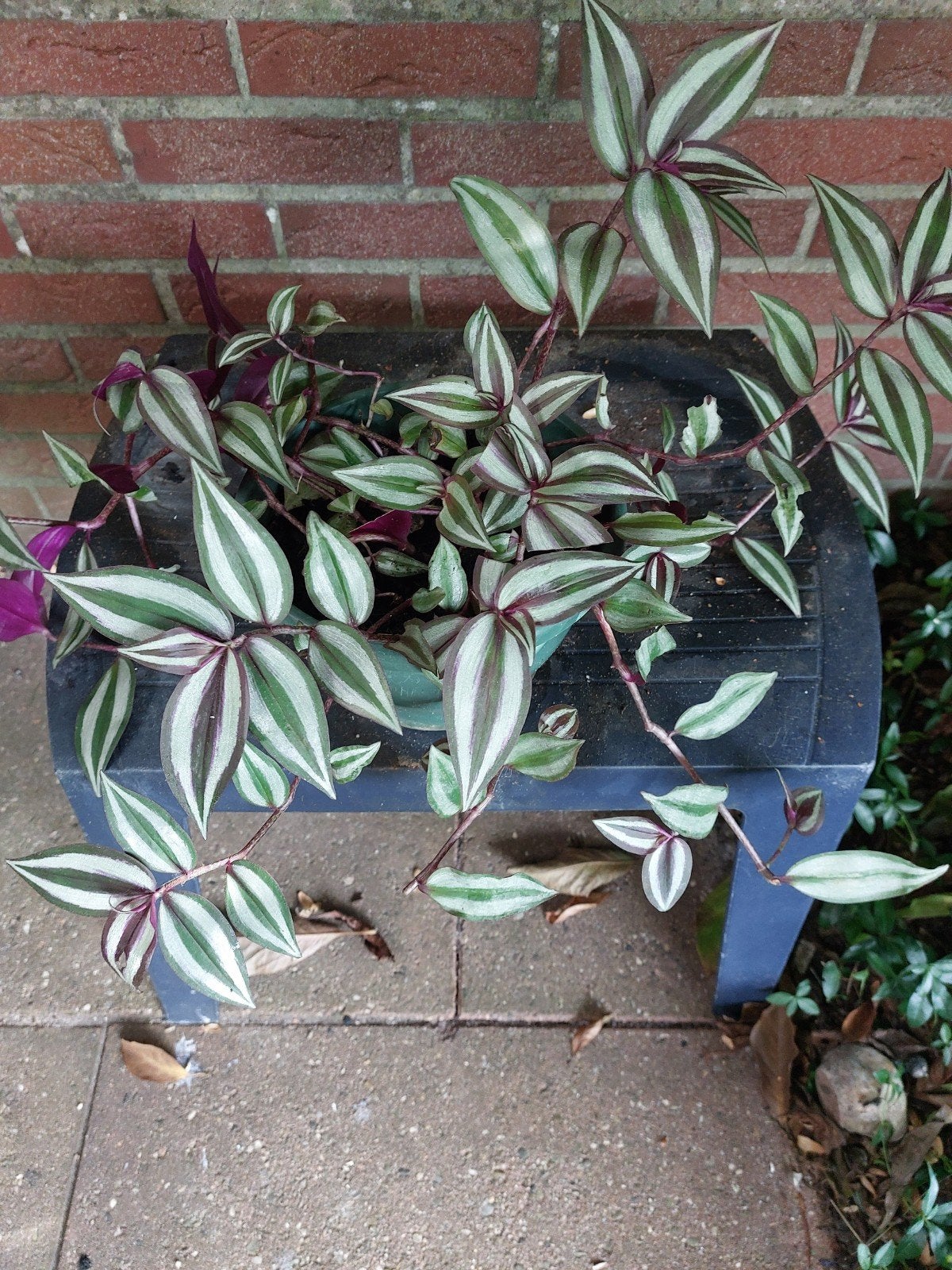 hangplant Tradescantia Zebrina, Huis en Inrichting, Ophalen, Overige soorten, Halfschaduw, In pot