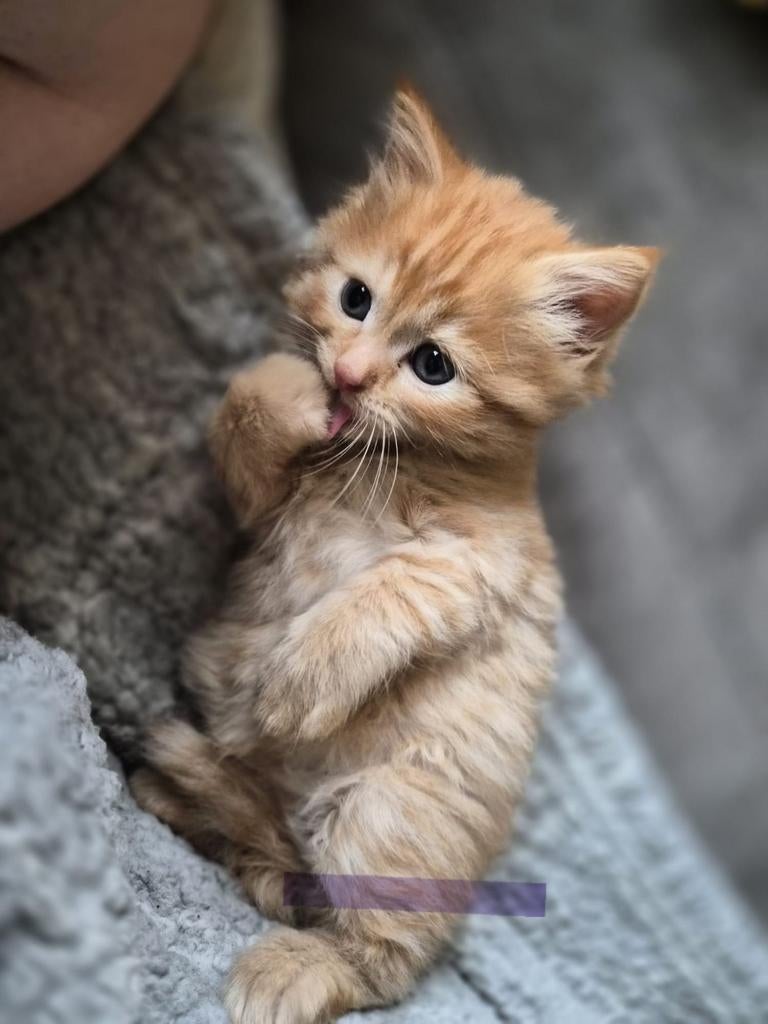 Maincoon / ragdoll kittens alle 4 gereserveerd!, Dieren en Toebehoren, Katten en Kittens | Raskatten | Langhaar, Meerdere dieren