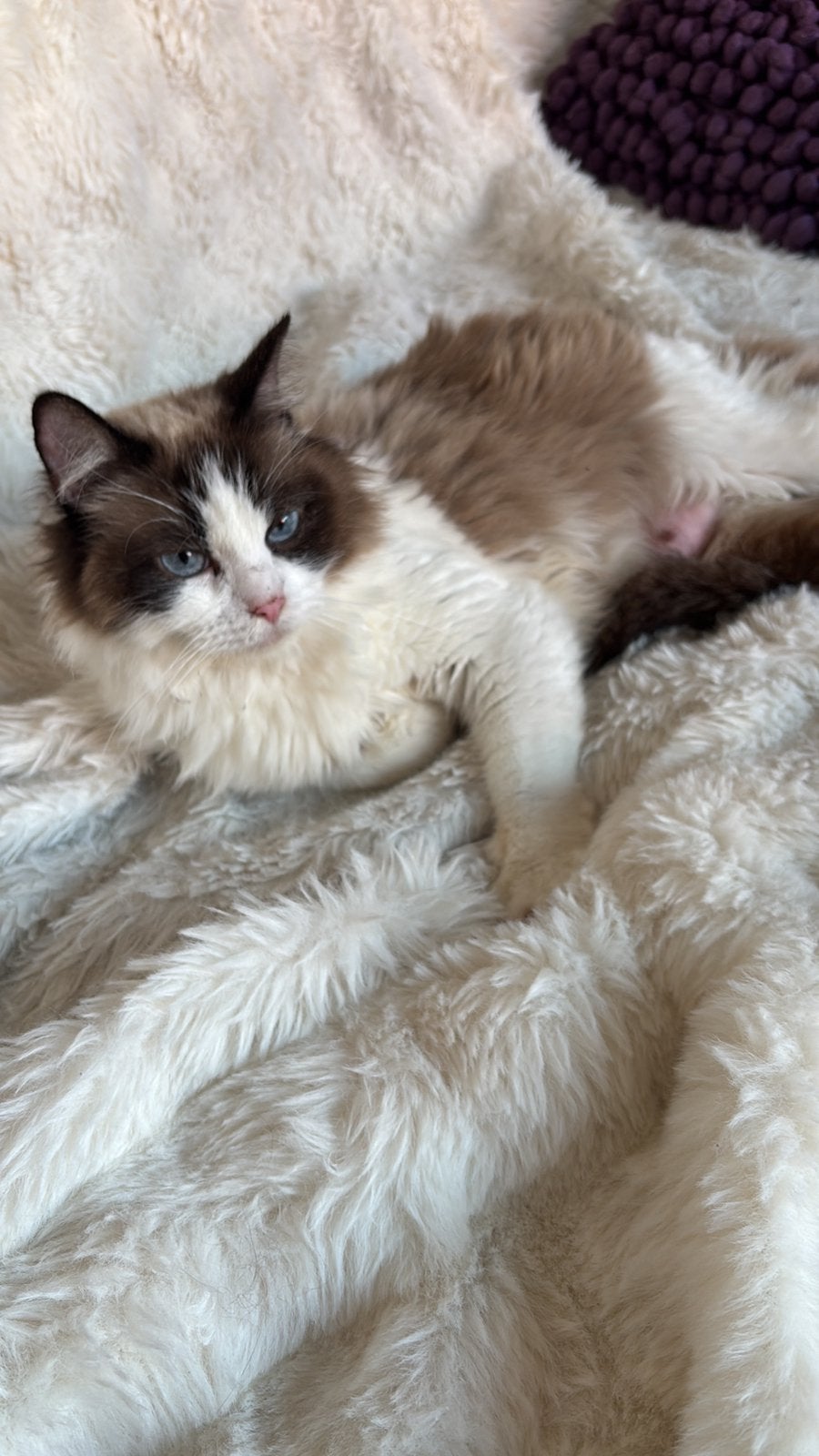 Ragdoll Mocha zoekt nieuw huis, Poes, Gechipt, 3 tot 5 jaar