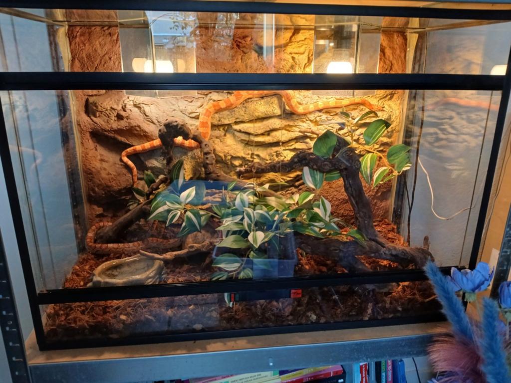Mooi terrarium met koppel rattenslangen, Dieren en Toebehoren, Ophalen, Gebruikt, Terrarium of Paludarium