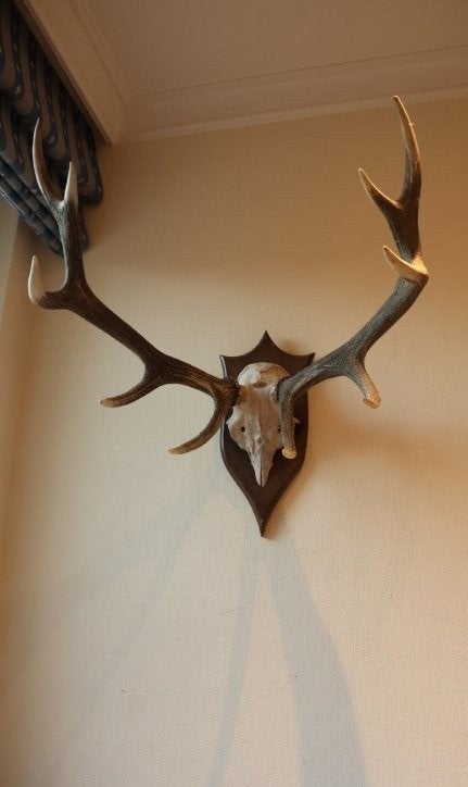 Taxidermie gewei hert 10-ender, Ophalen, Gebruikt, Hert, Gewei of Kop