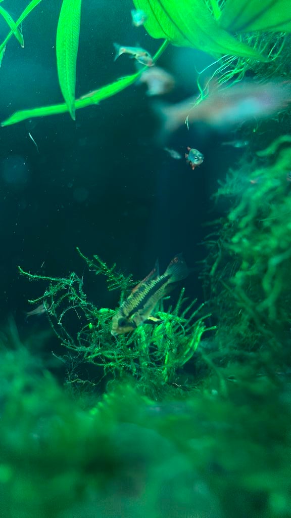 Jonge Apistogramma cacatuoides, Dieren en Toebehoren, Vis
