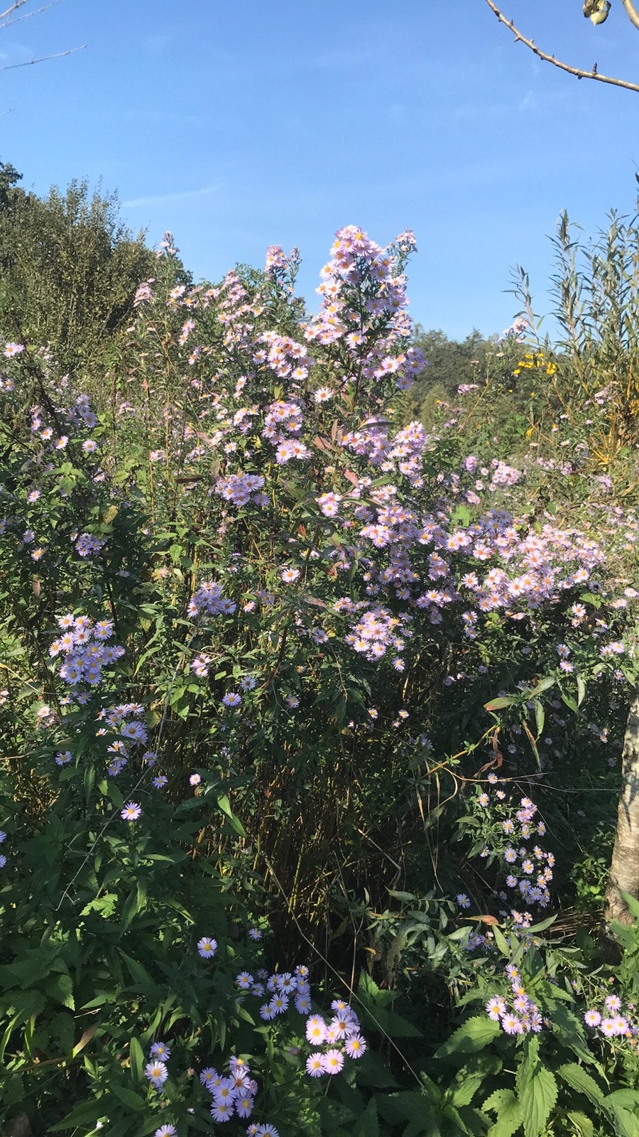 Paarse aster hoog, Ophalen of Verzenden, Overige soorten, Volle zon